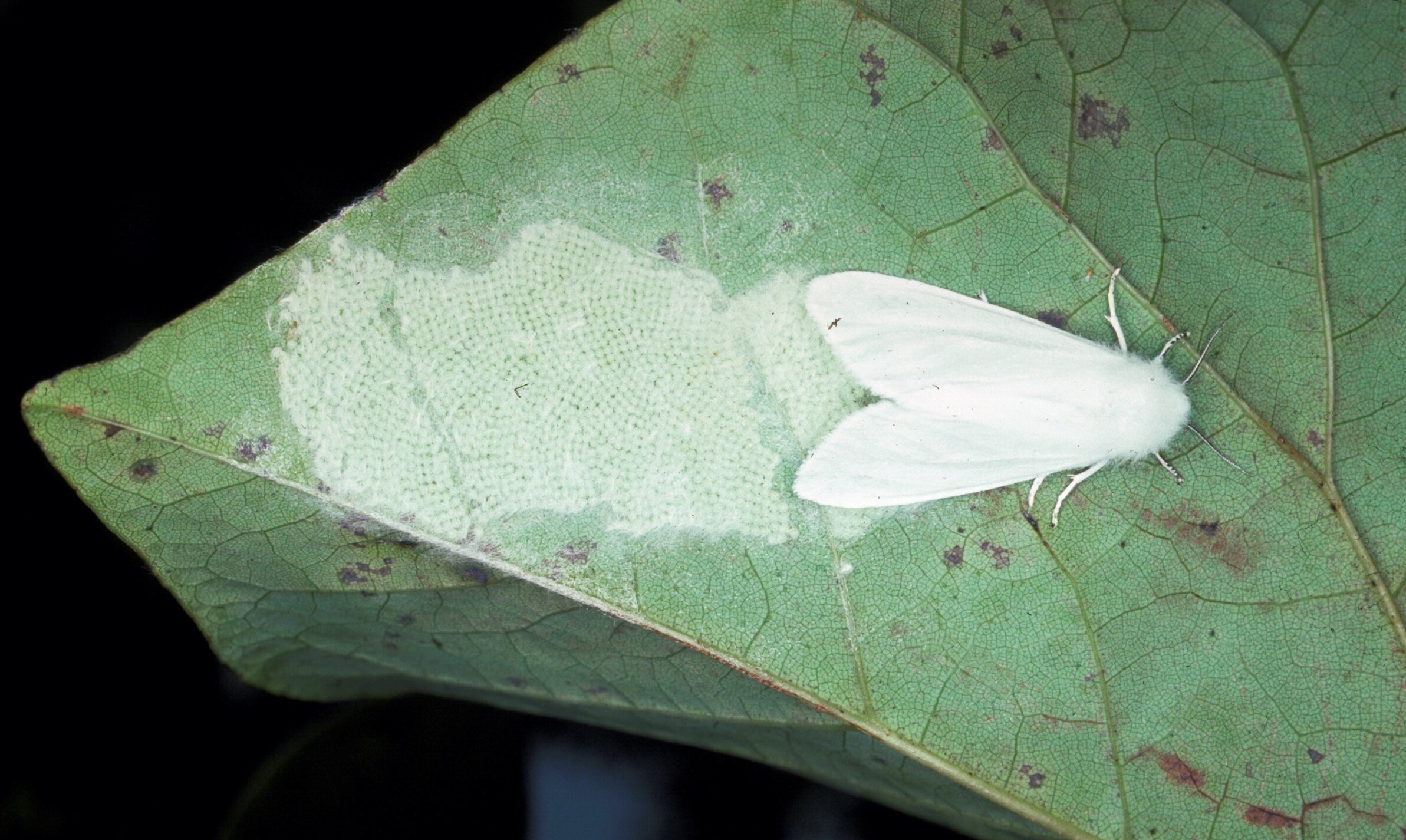 A Fall webworm moth on a leaf with its eggs