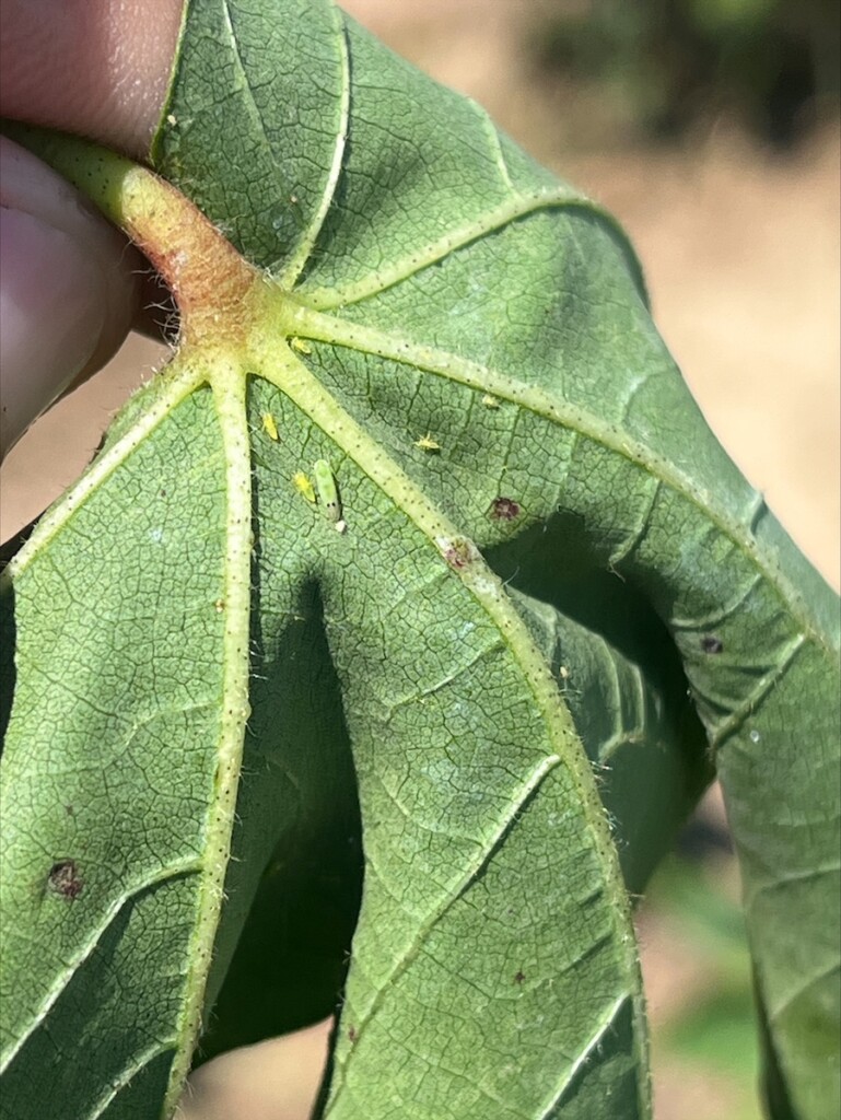 Underside of a green, wilted cotton leaf with different life stages of the cotton jassid present.
