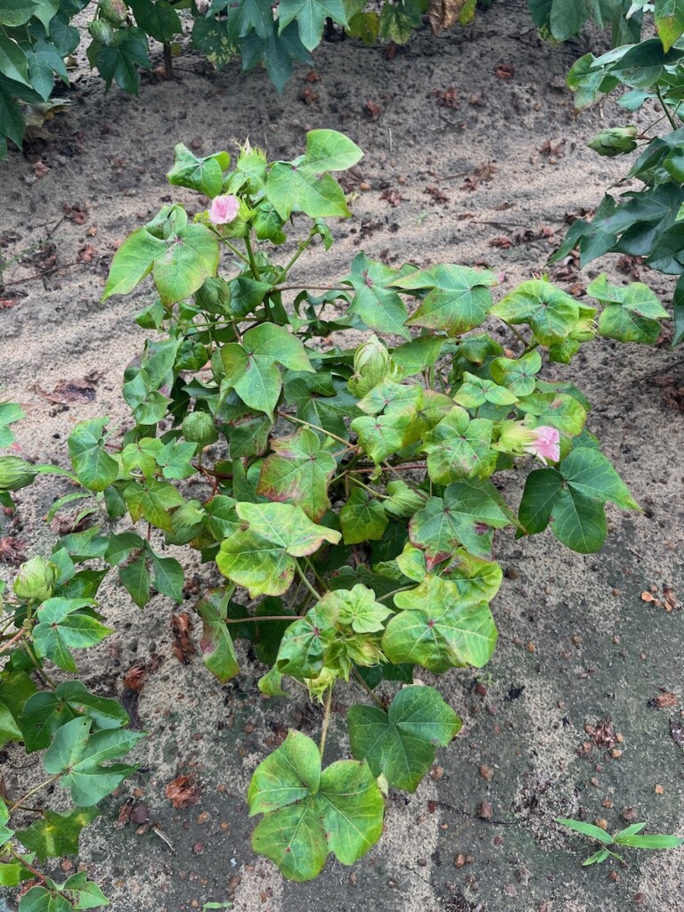 A green cotton plant with visible signs of feeding damage showing yellowing and wilting leaves.