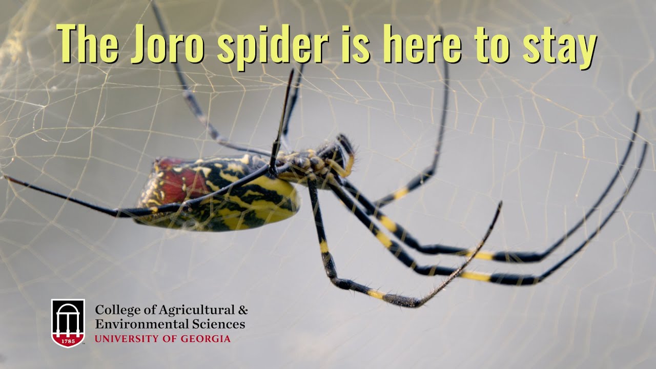 A Joro spider climbing across a web with "The Joro spider is here to stay" spelled out in yellow letters alongside the UGA College of Agricultural and Environmental Sciences logo.