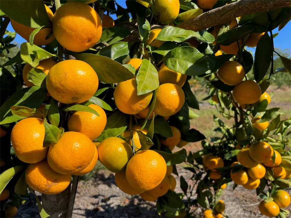Bright orange satsumas grow on a tree in South Georgia