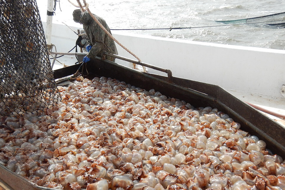 Jellyfish haul