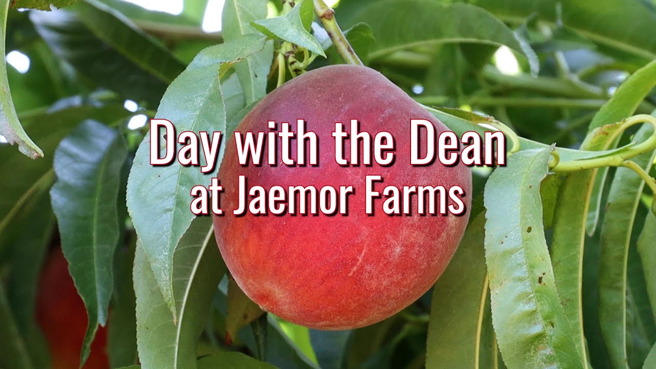 The "Day with the Dean: Jaemor Farms" set over a bright pink peach.