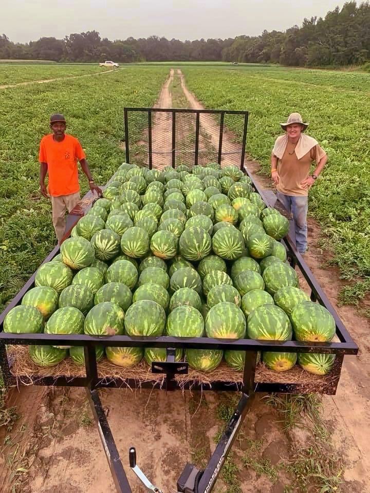 On the right, Mark Daniel wears a sun hat and towel over his shoulders while standing next to a trailer full of harvested, green watermelons and one of his employees stands to the left, wearing an orange shirt.