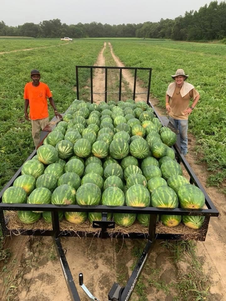 On the right, Mark Daniel wears a sun hat and towel over his shoulders while standing next to a trailer full of harvested, green watermelons and one of his employees stands to the left, wearing an orange shirt.