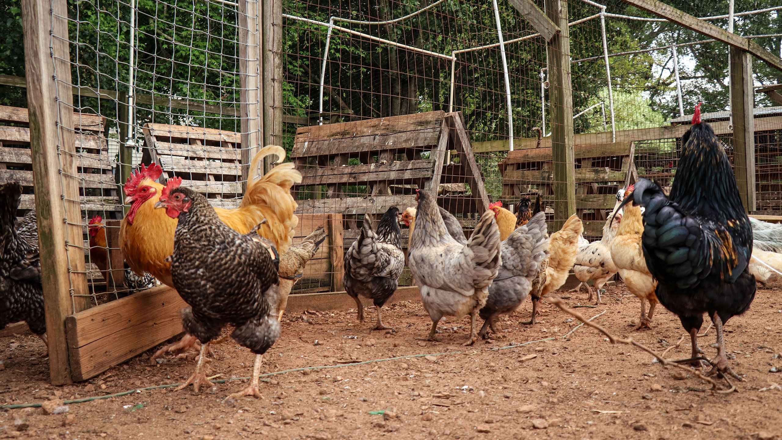 A flock of chickens in a coop