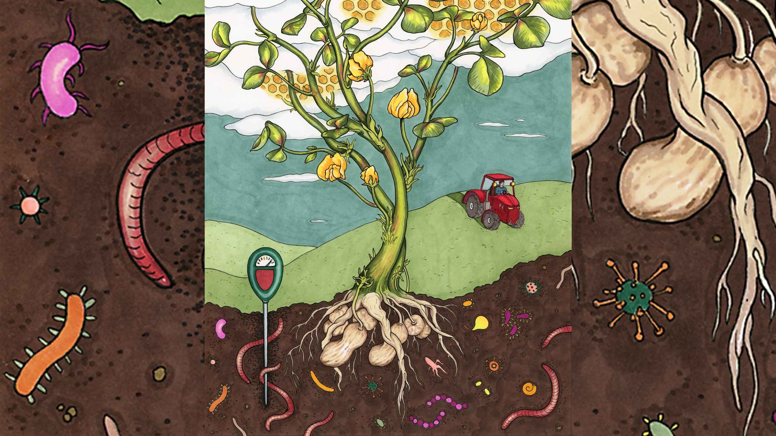 A peanut plant growing surrounded by bugs and microorganisms in the soil around the peanuts. In the background a tractor drives over a hill.