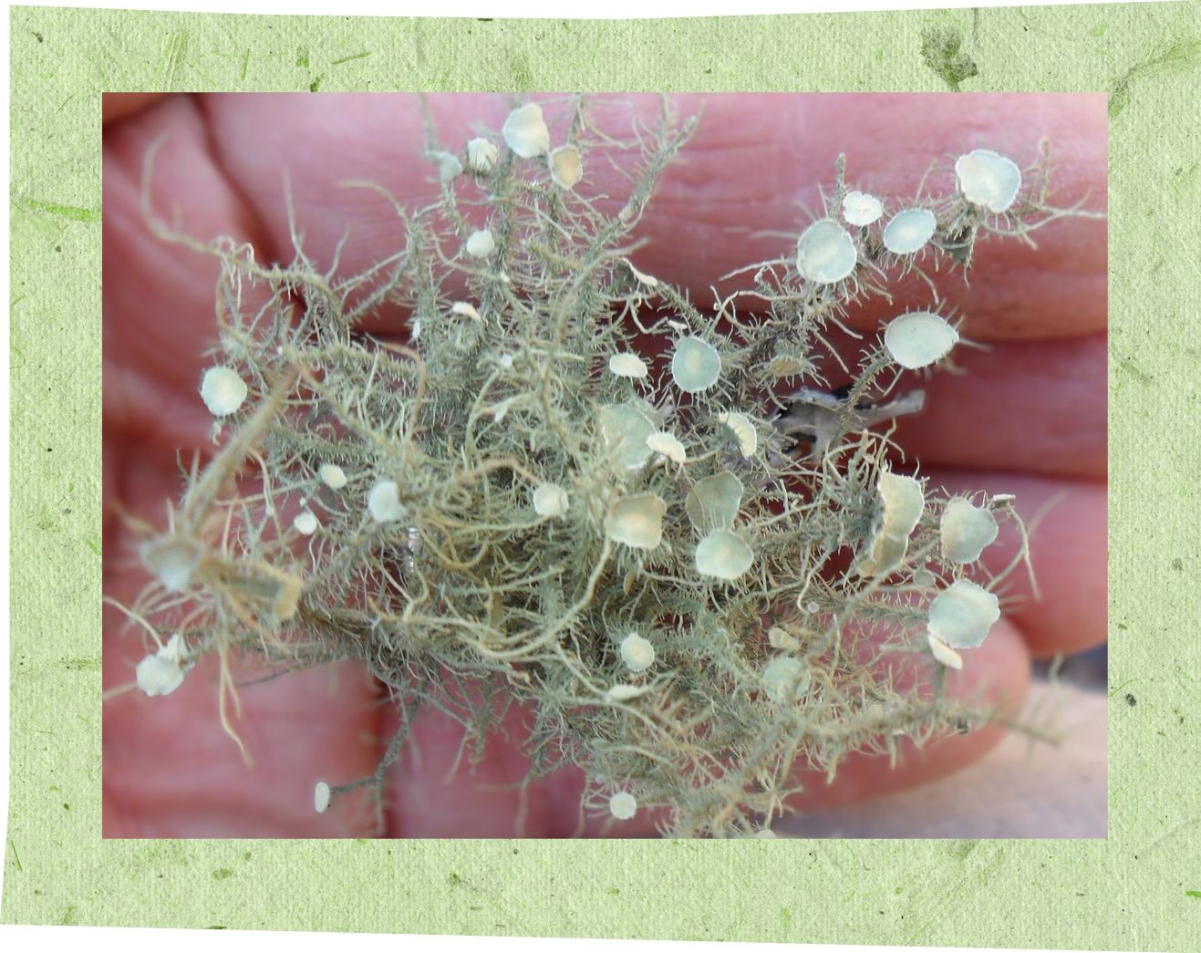 A hand holding a cluster of beard lichen