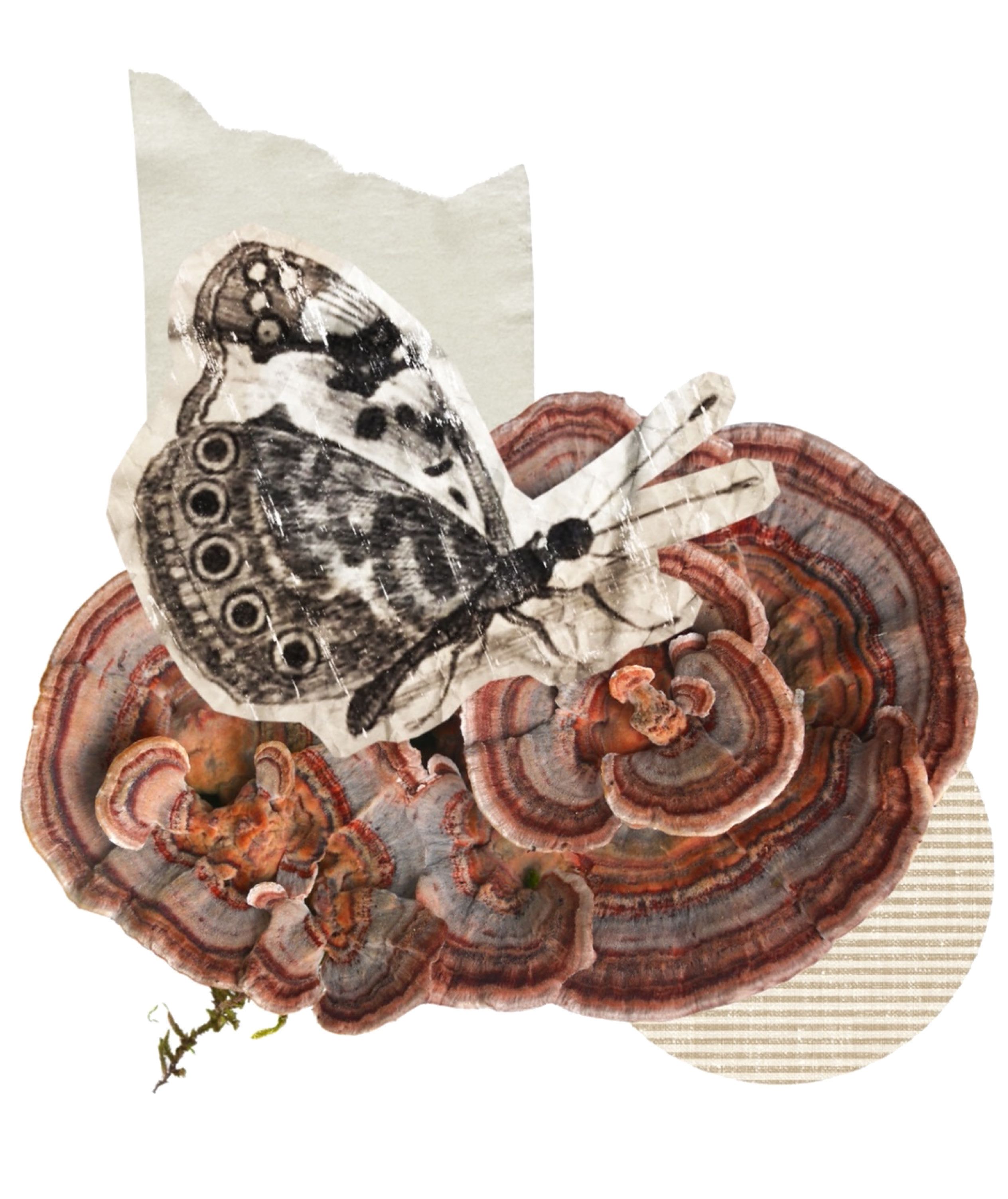 A collage featuring a butterfly superimposed on a vibrant, multi-colored turkey tail mushroom.