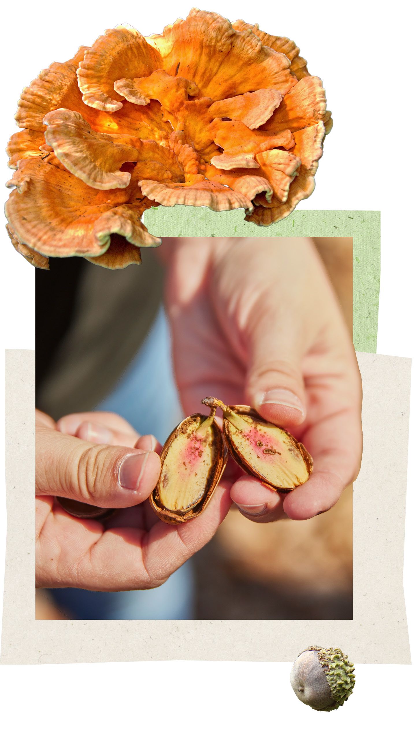 A close-up of hands holding a split seed pod, revealing its pinkish interior, with a chicken of the woods mushroom and an acorn in the background.