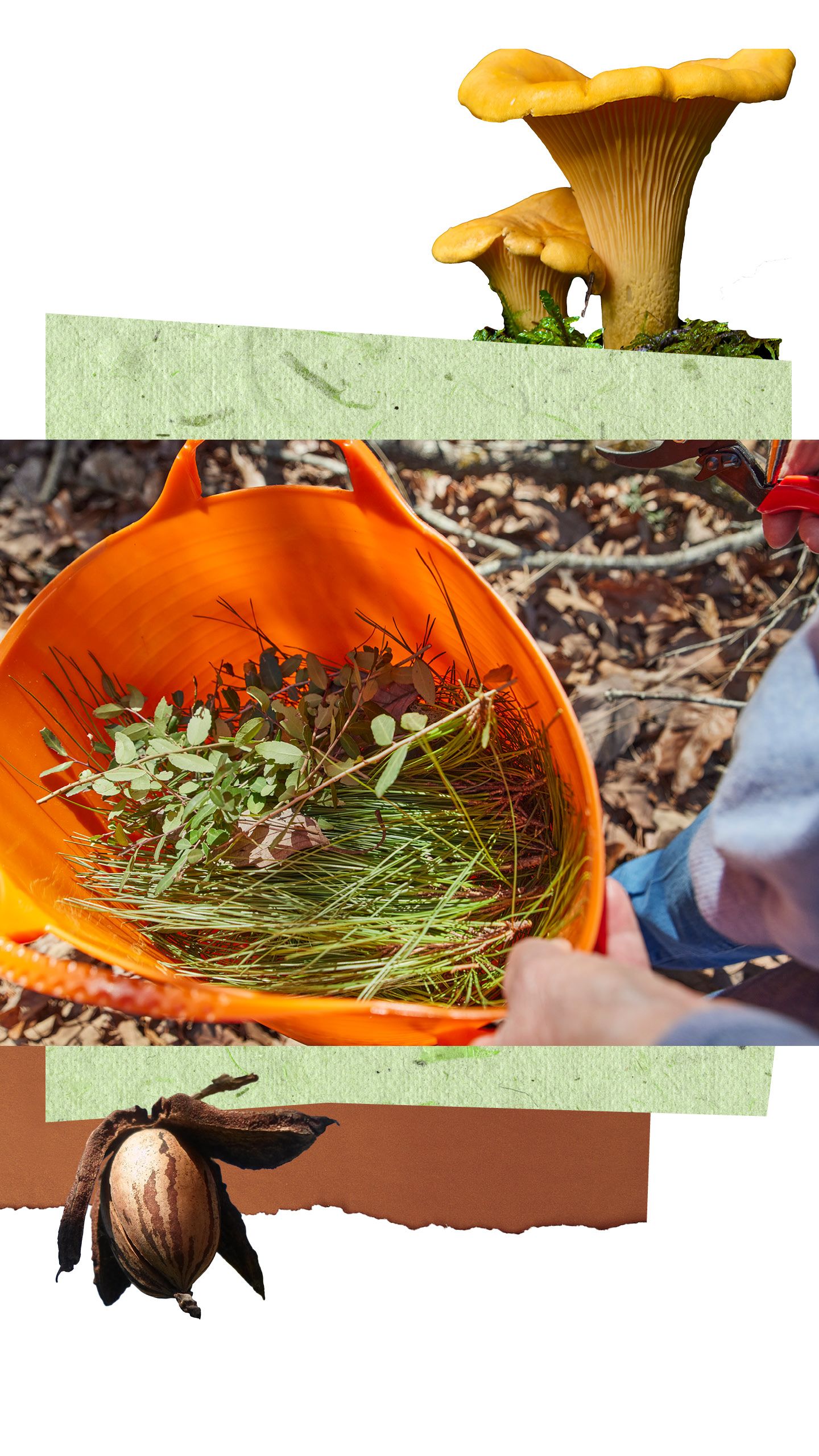 Person holding bucket of grass and leaves outdoors.