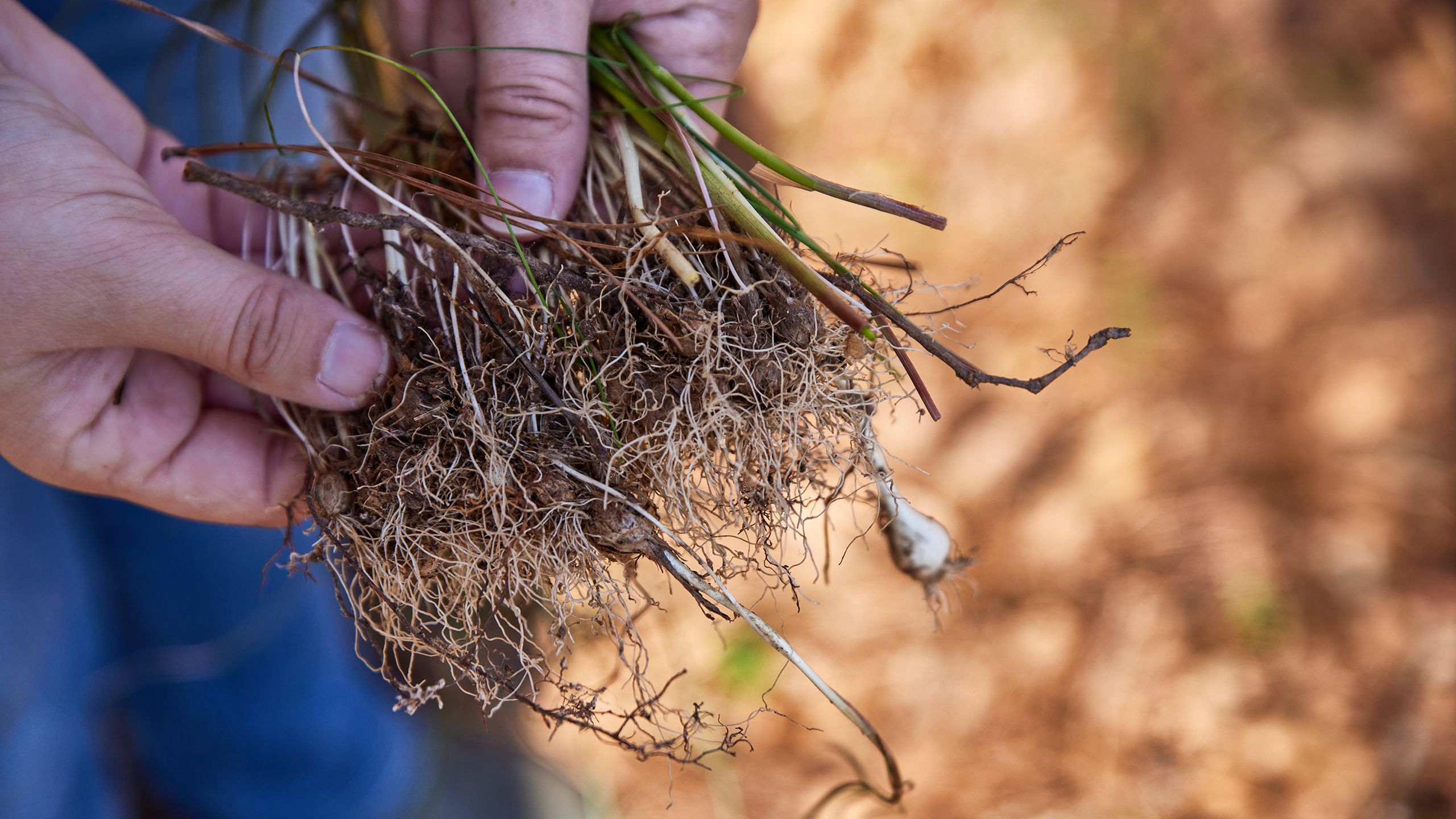 A hand holds a clump of tall fescue grass with visible roots and a bulb.