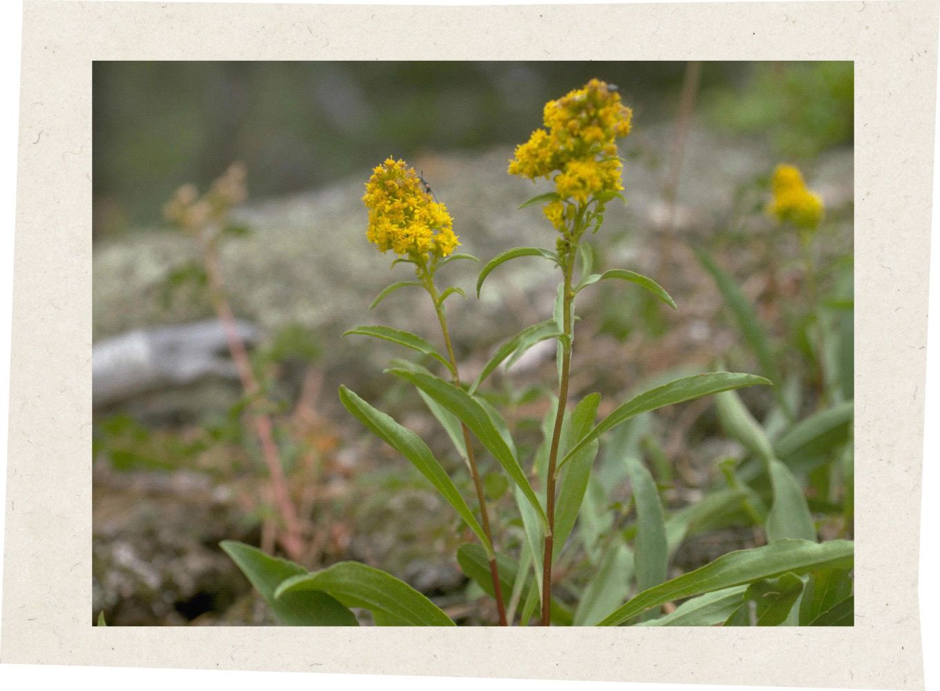 A close-up of a tall, slender plant with bright yellow, fluffy flower clusters blooming in a field.