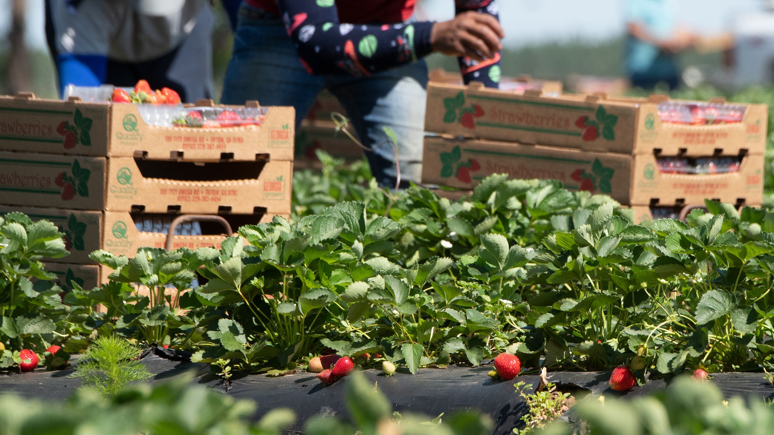 Cardboard containers sitting in a field of greenery with a person standing behind and loading them