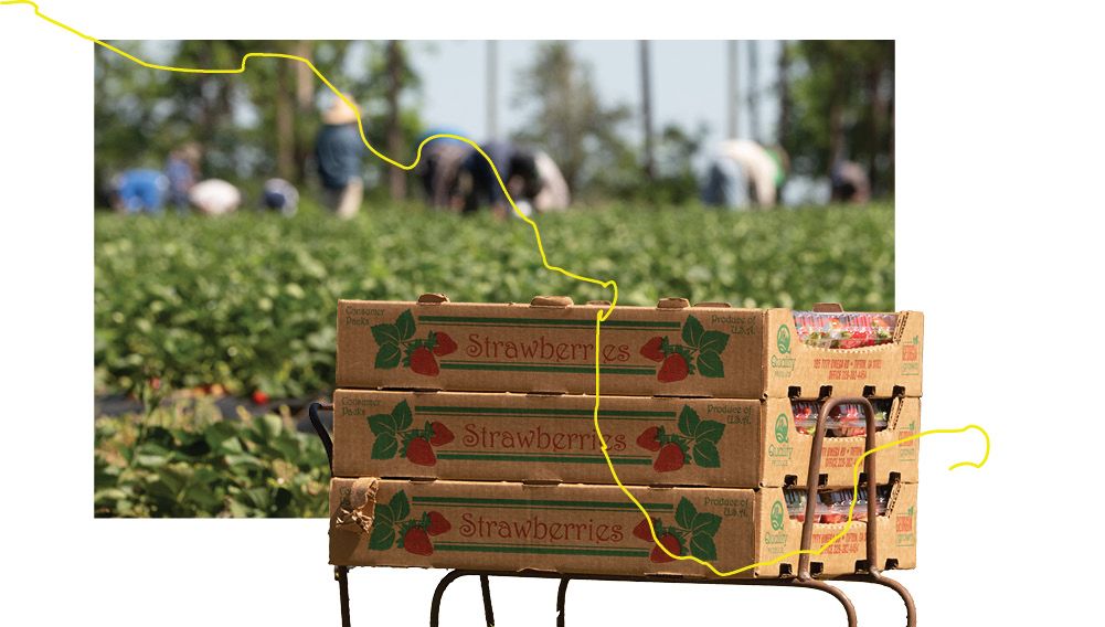 A graphic with people working in a lush green field in the background, a cardboard box reading "Strawberries" along the side, and a stylized yellow line bisecting the image diagonally from the top left to the bottom right.