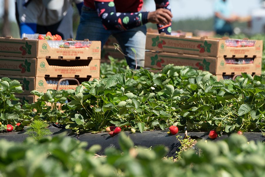 Cardboard containers sitting in a field of greenery with a person standing behind and loading them