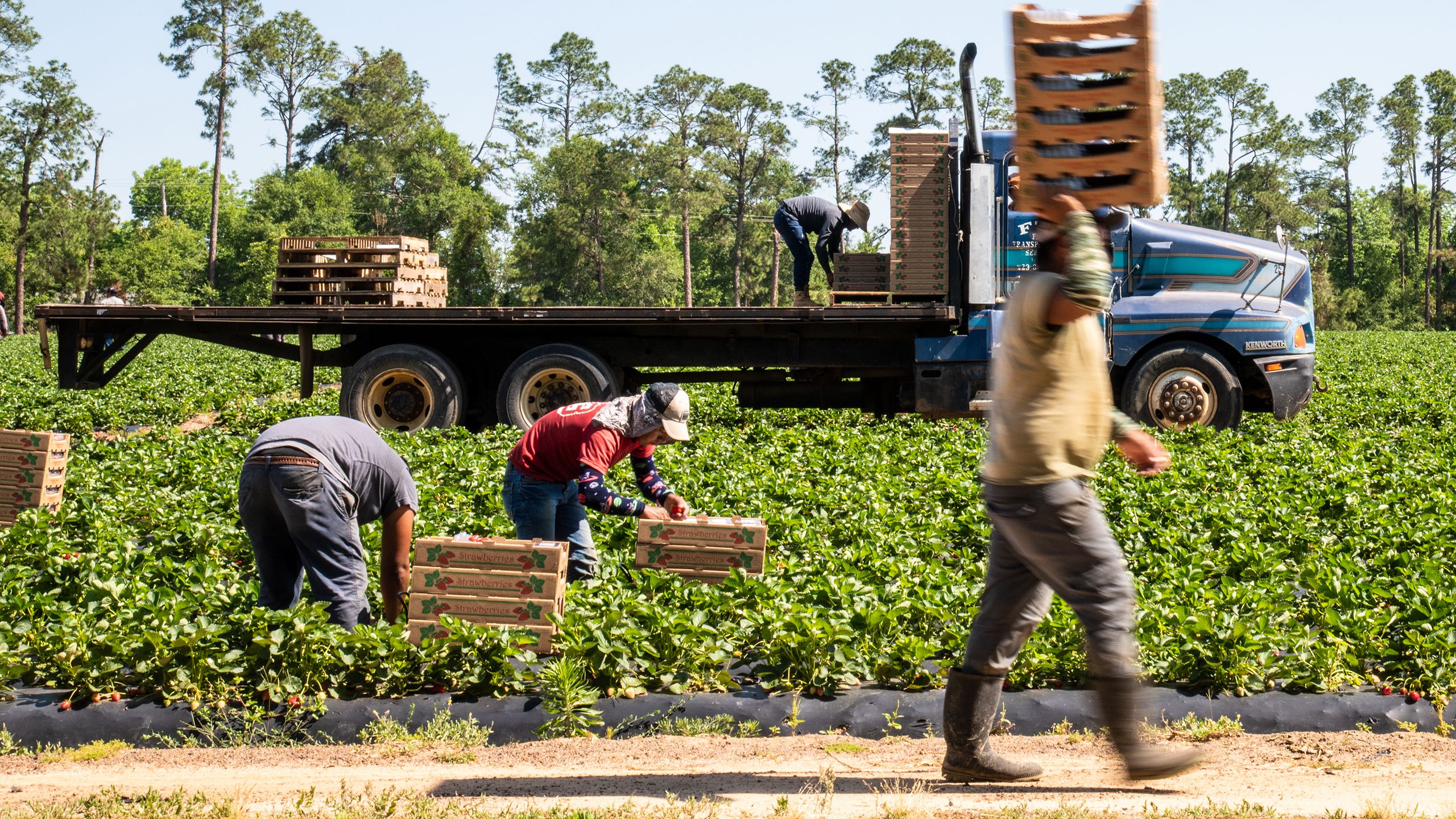 A flat bed truck in a lush strawberry field with several men picking fruit and loading them into cardboard boxes.