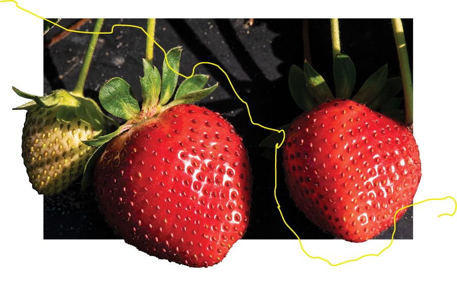 A graphic of strawberries against a black background with a yellow stylized line drawn through the image diagonally from the tope left to the bottom right.