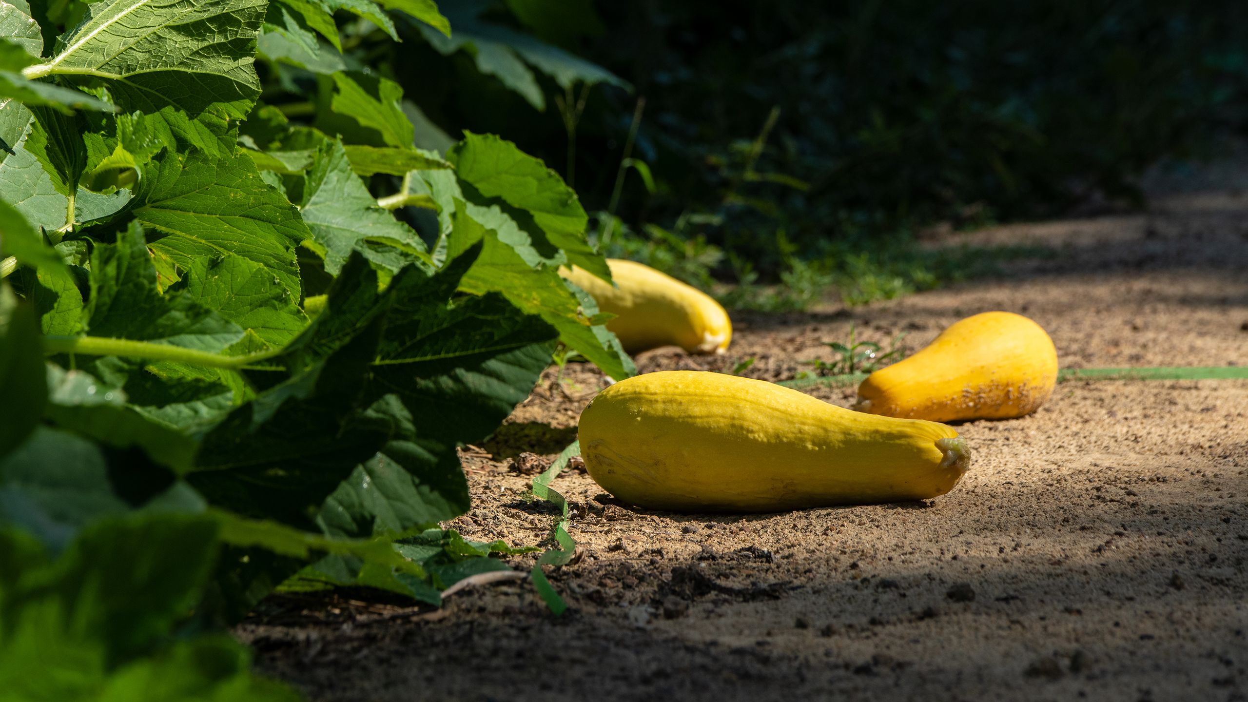 A yellow squash plant