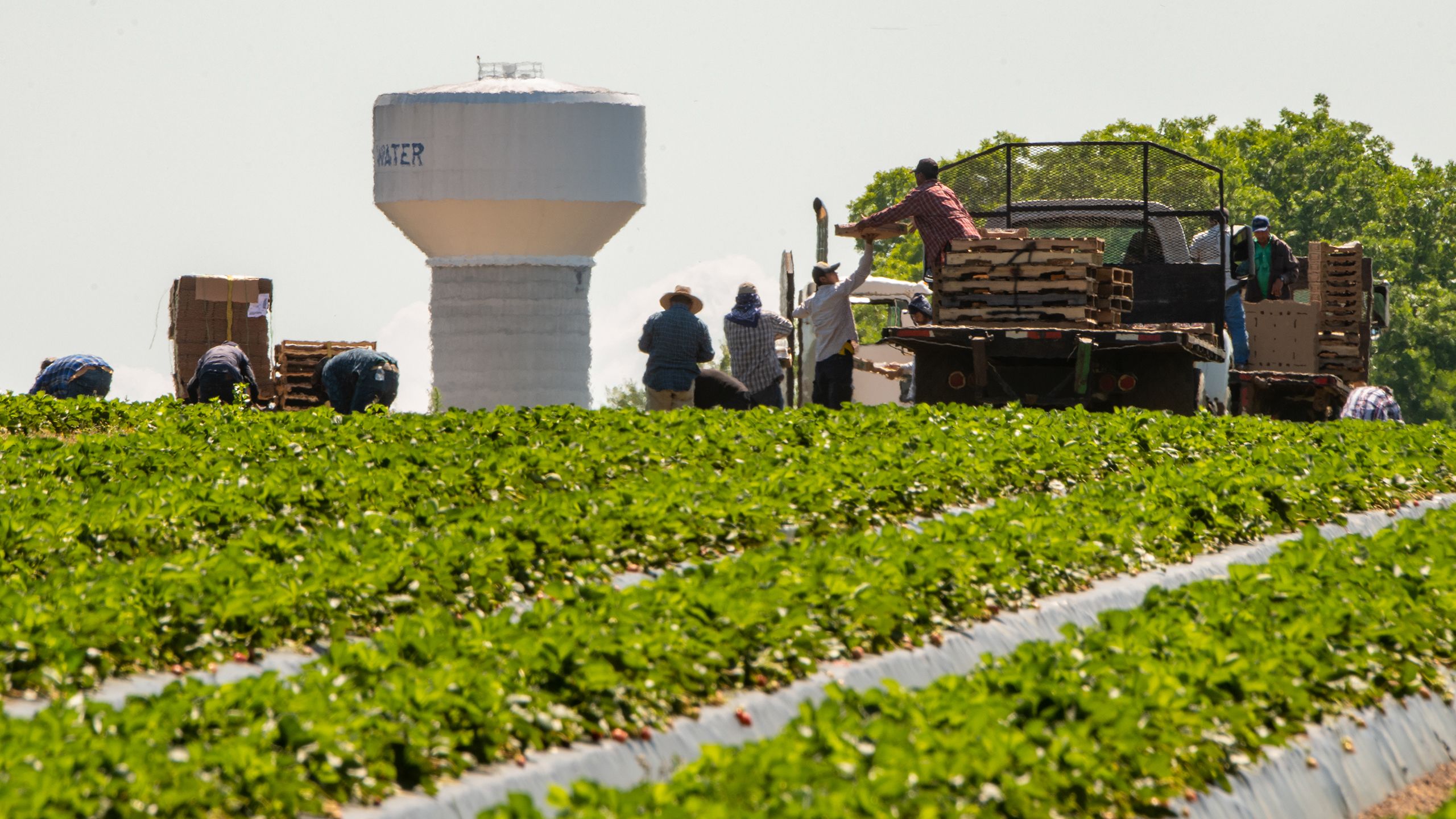 A lush green field with a water tower in the background. Several men work the field.