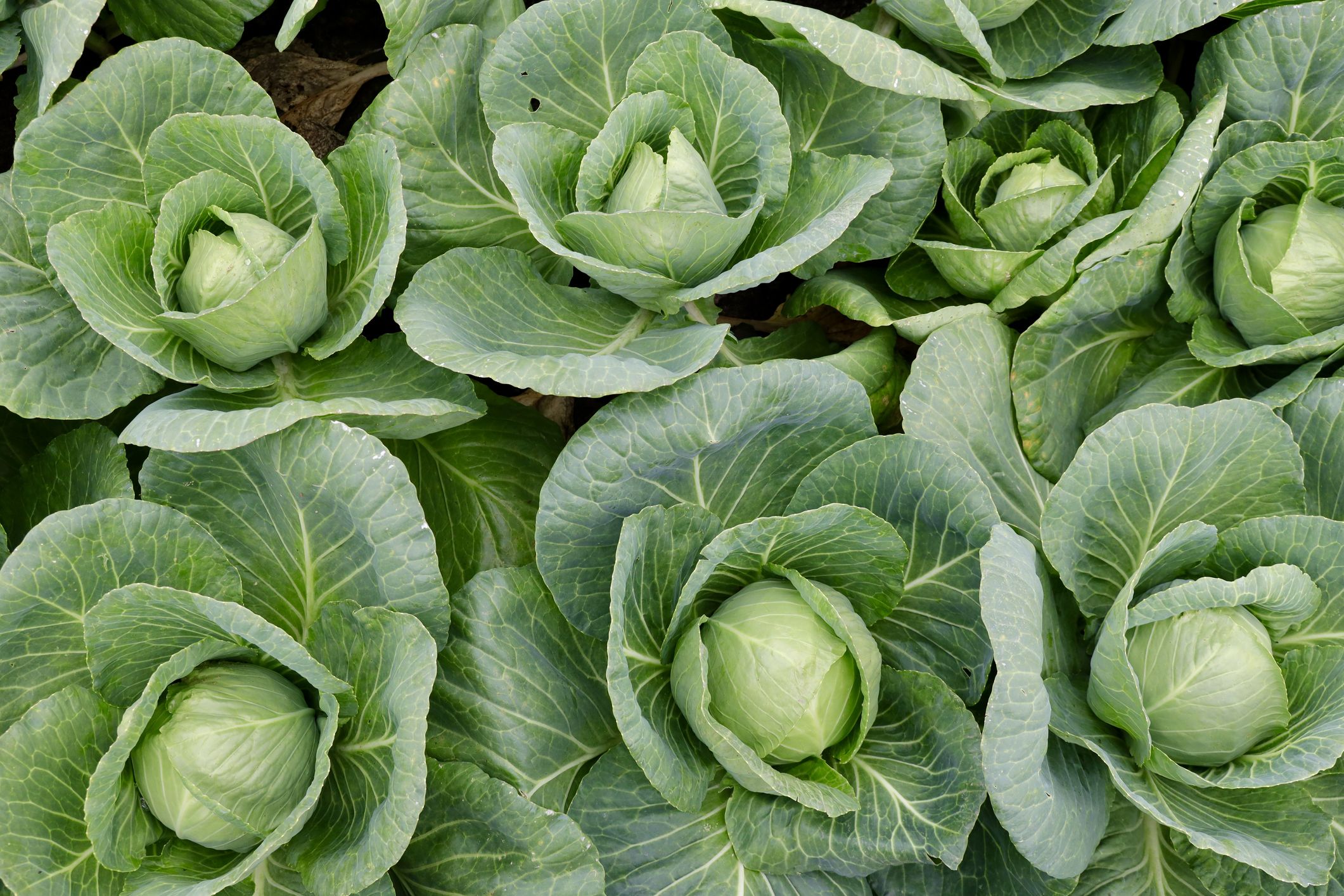 Close up of rows of cabbage plants.