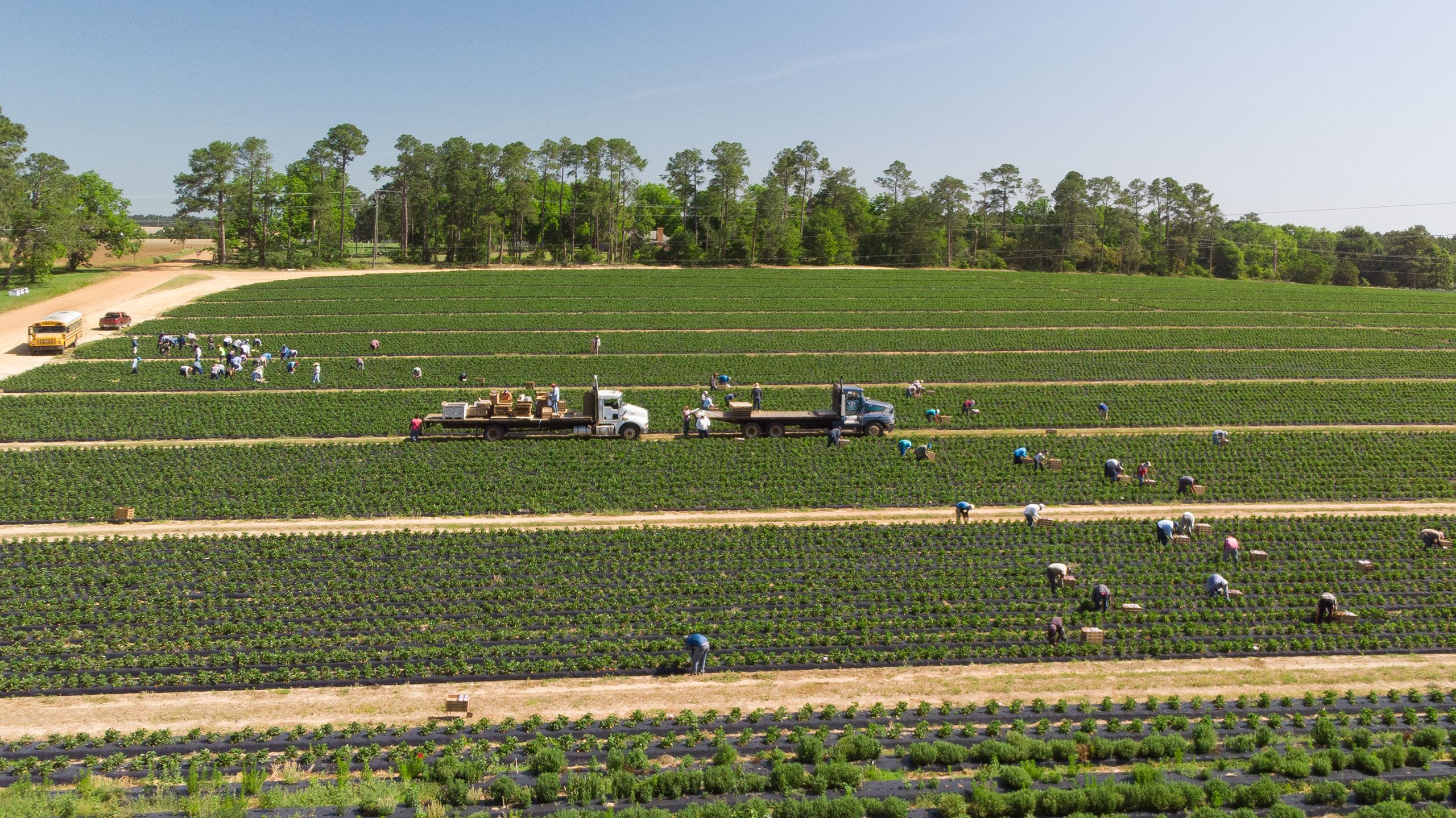 A lush green field with dirt paths bisecting them. Several workers pick fruit in the fields, and two flat bed trucks wait to transport cardboard boxes in the middle of the fields.