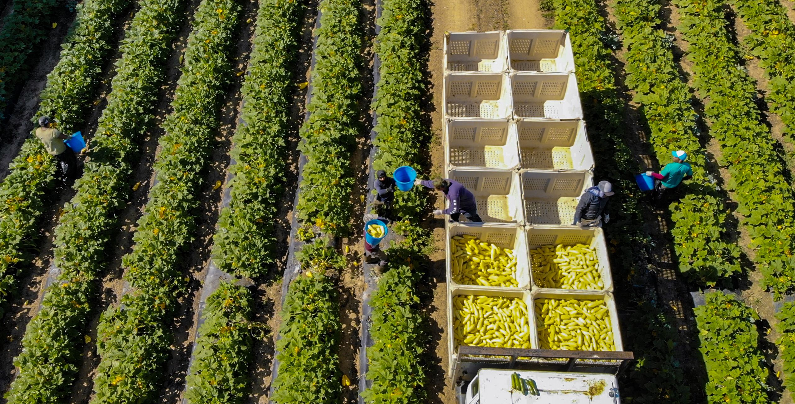 A truck full of yellow squash parked in a lush green field with workers loading blue buckets of squash for transport.
