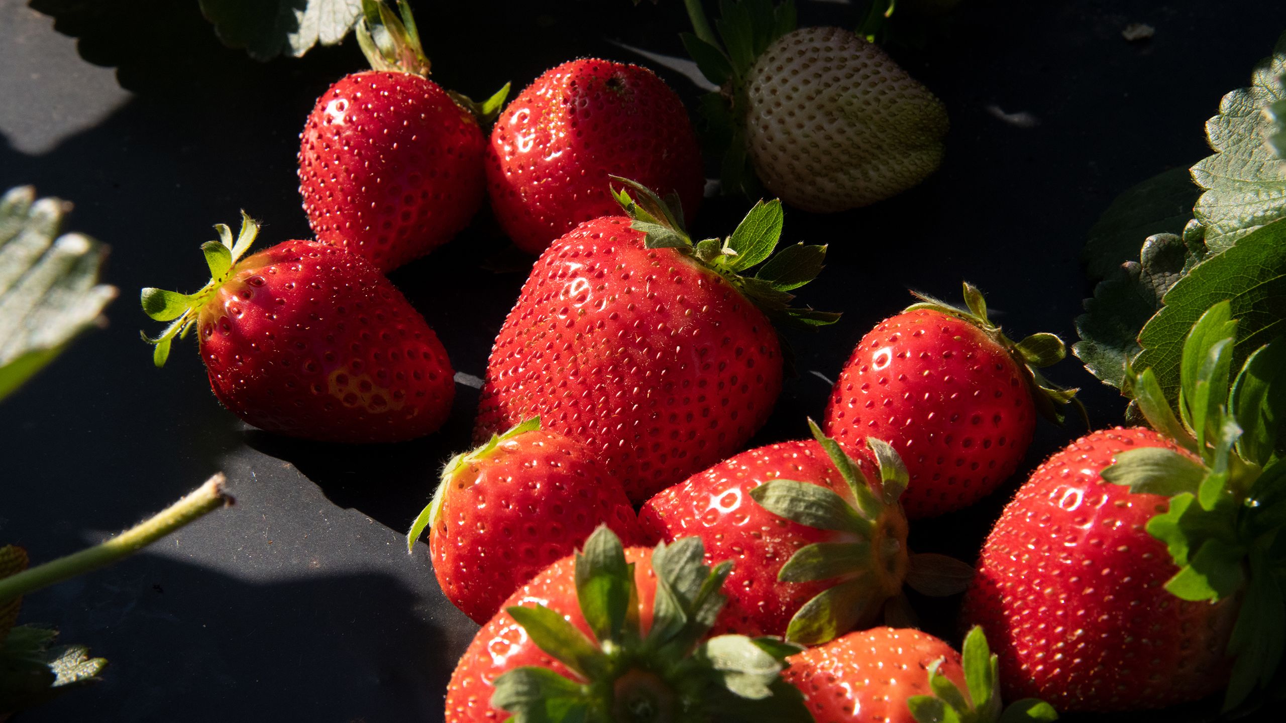 Strawberries against a black background