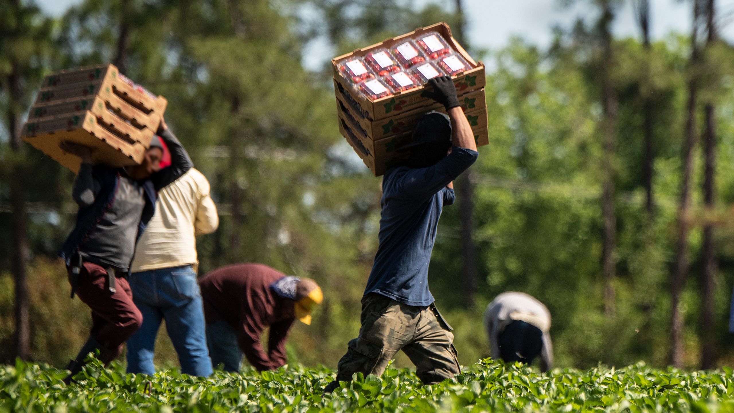A man carries a cardboard box filled with strawberry cartons across a field.