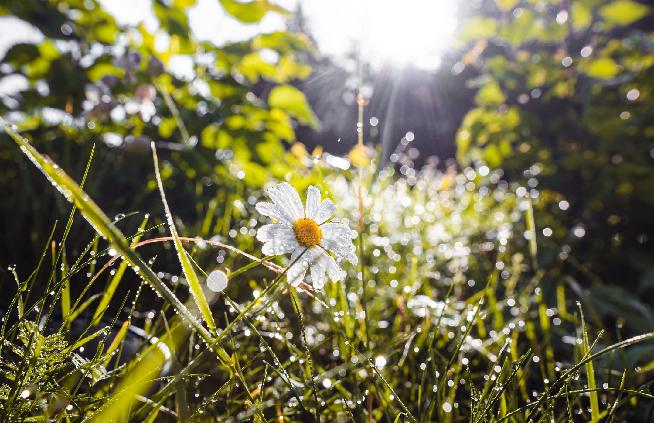 A dew-covered meadow on a sunny day, with green grass and a white daisy-like flower in the foreground.