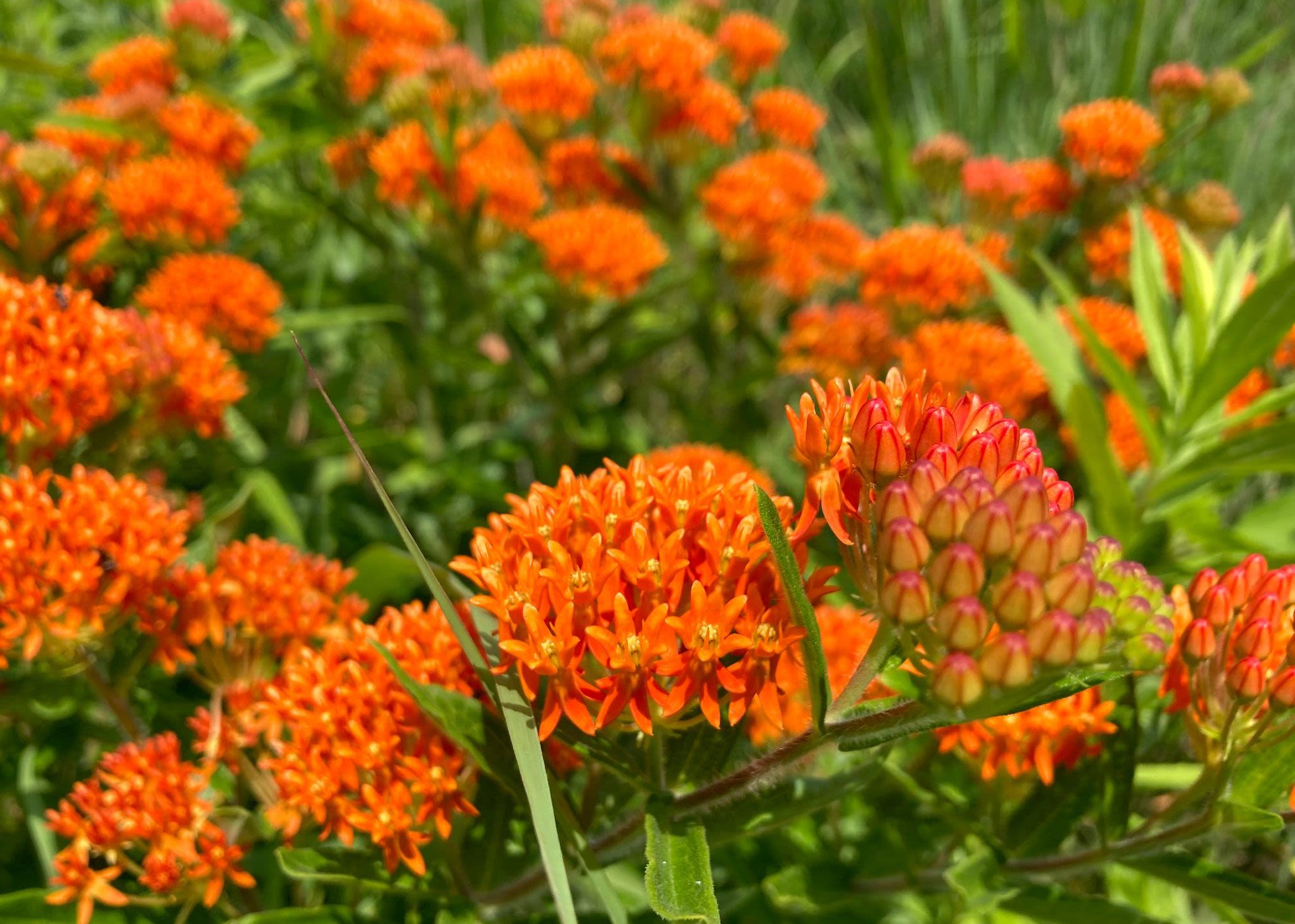 Butterfly milkweed plants with vibrant, orange blooms and green leaves.