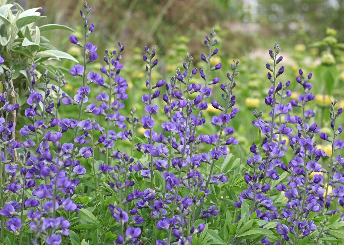 A cluster of blue wild indigo plants is seen with many purple blooms. Other flowering plants can be seen in the slightly blurry background.