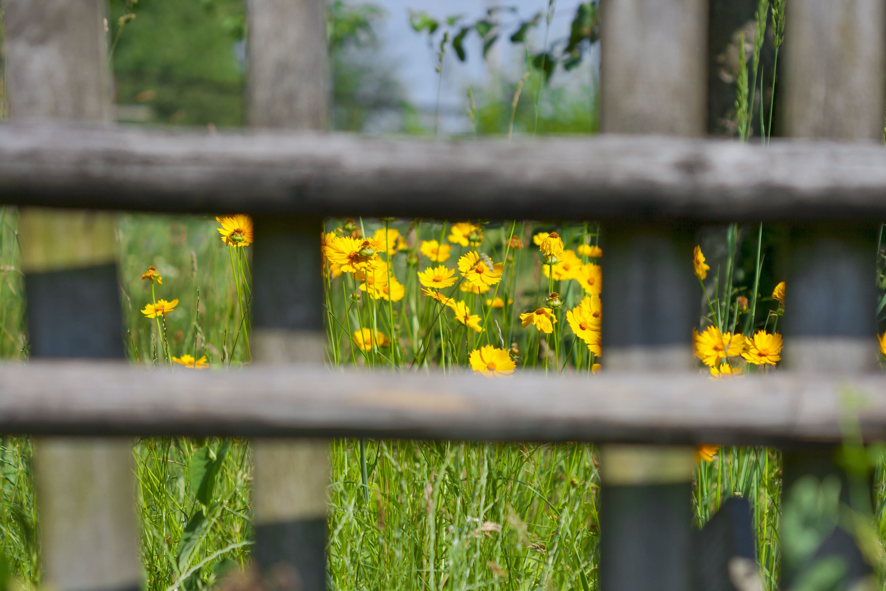 Yellow wildflowers can be seen in a field on a sunny day behind a brown fence that is in the foreground and slightly blurry.