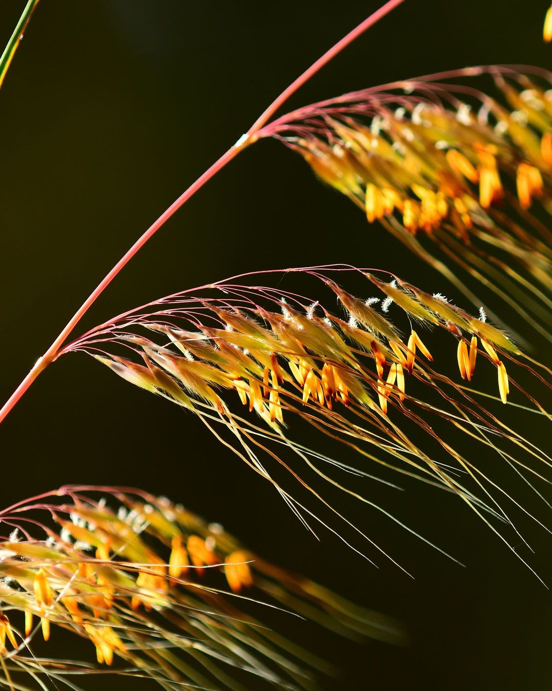 A close up photo of lopsided Indiangrass in the autumn when the colors turn yellow and coppery orange. Seed heads can be seen. 