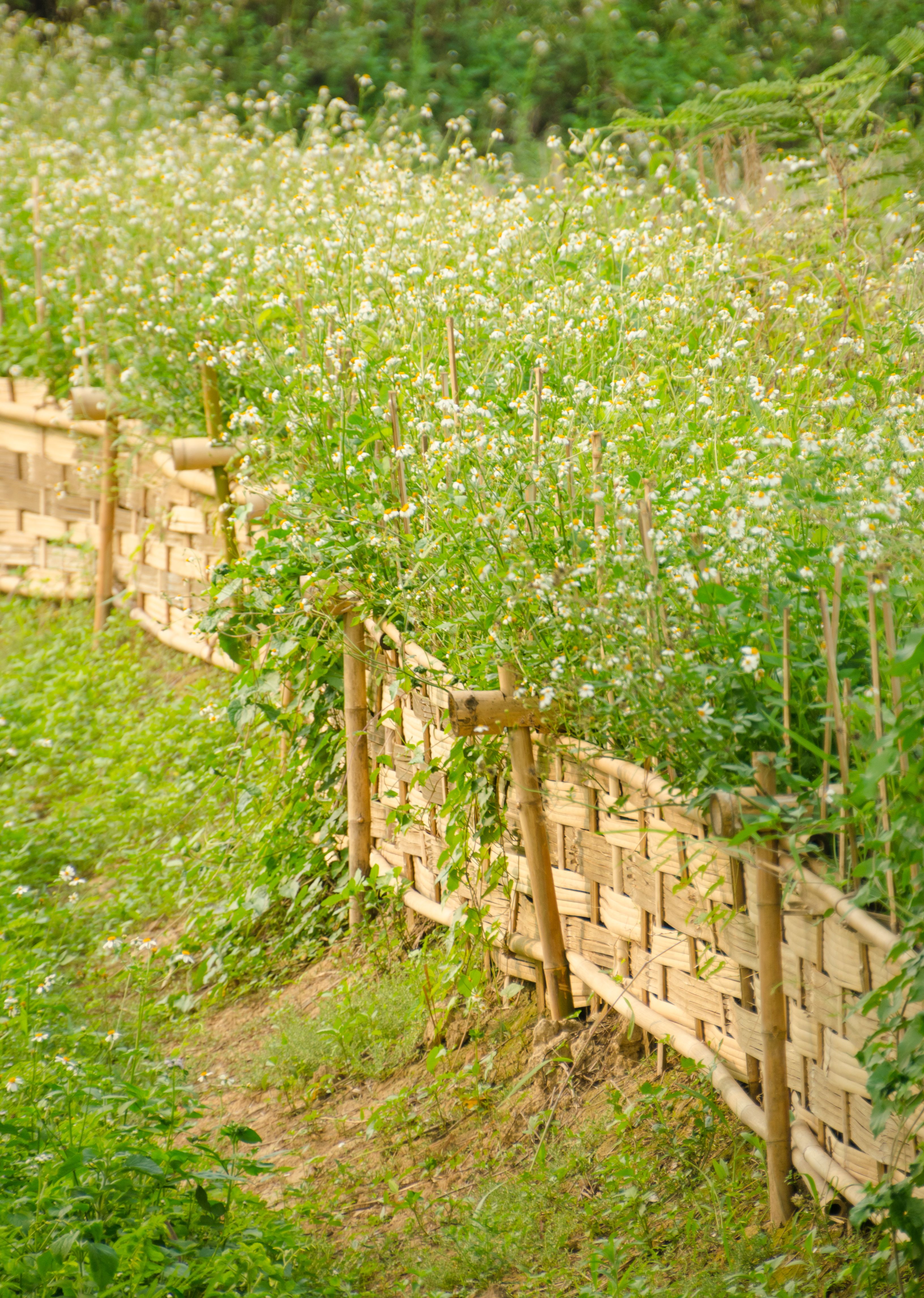 A meadow of blooming white wildflowers is contained with a small, beige-colored fence. 