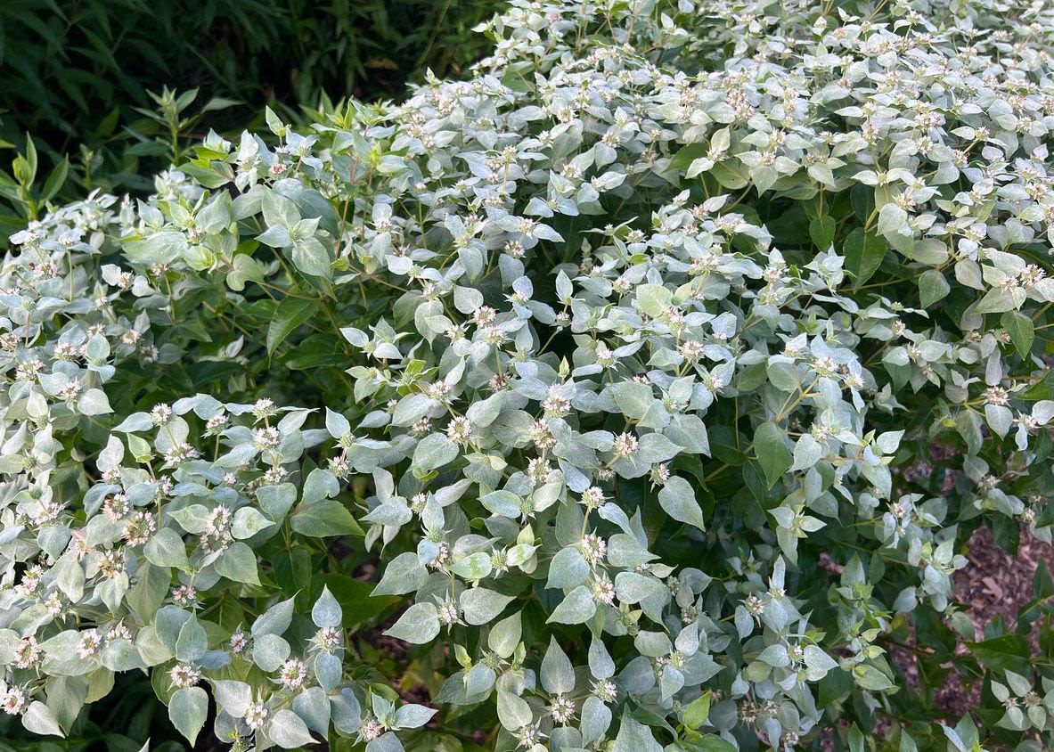 A bushy mountain mint plant with light-colored blooms. The green plant has a silvery-tinted color.