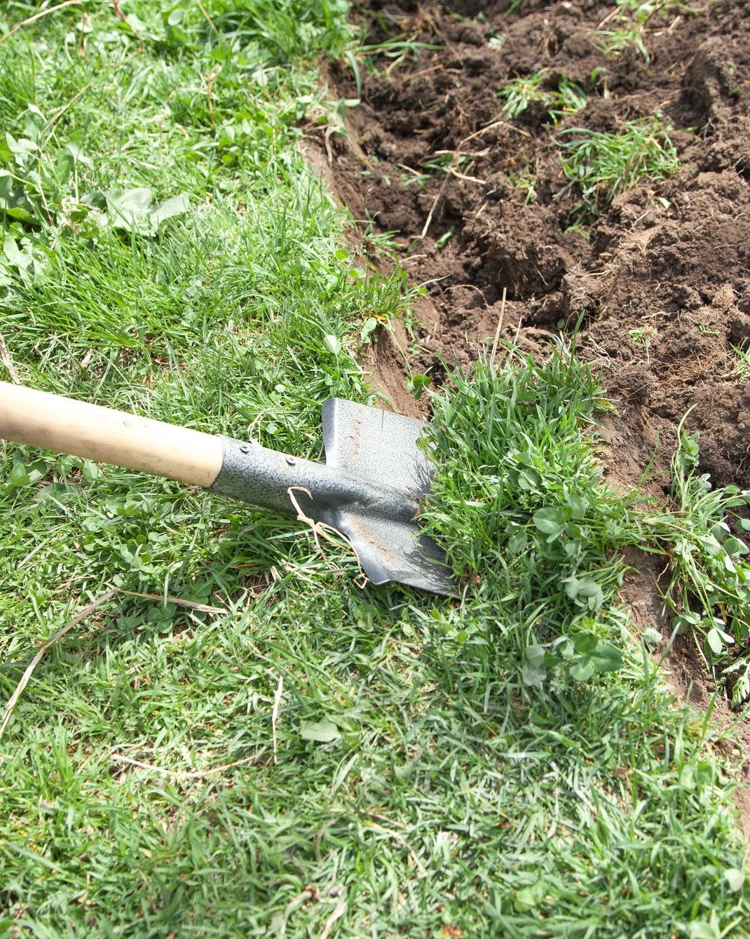 A shovel is being used to cut several inches of green grass away from brown soil underneath. 