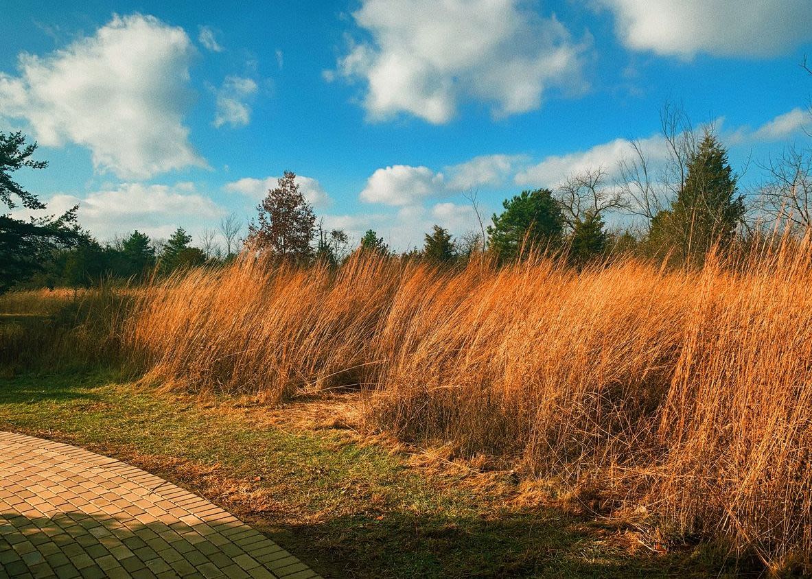 Coppery-colored broomsedge is seen lining a brick pathway with blue sky and several tree tops in the background.