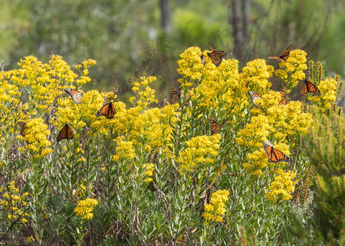 A cluster of yellow goldenrod blooms are seen with orange monarch butterflies resting on the blooms. 