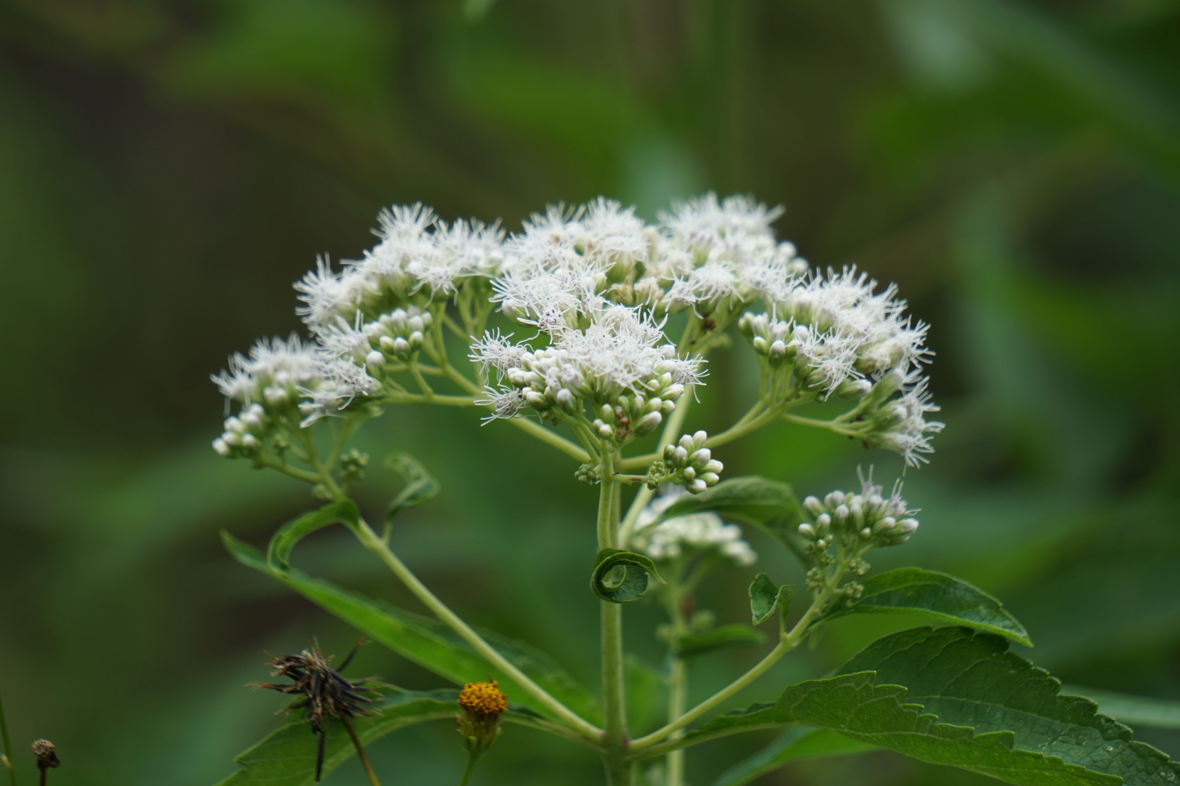 Close-up photo of white boneset with blurred greenery in the background.