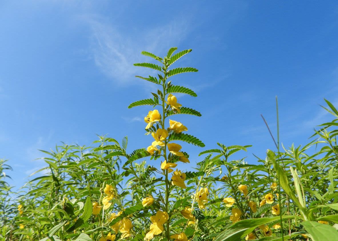 Green partridge pea plants with yellow blooms are seen with a clear, blue sky in the background.