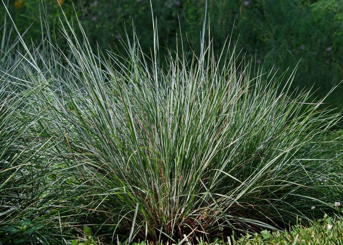 A small, green and spikey little bluestem plant. 