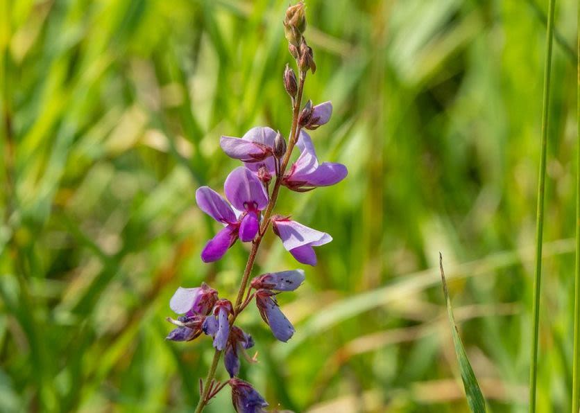 A tick trefoil plant with several purple blooms is seen with a slightly blurry background of green grass. 