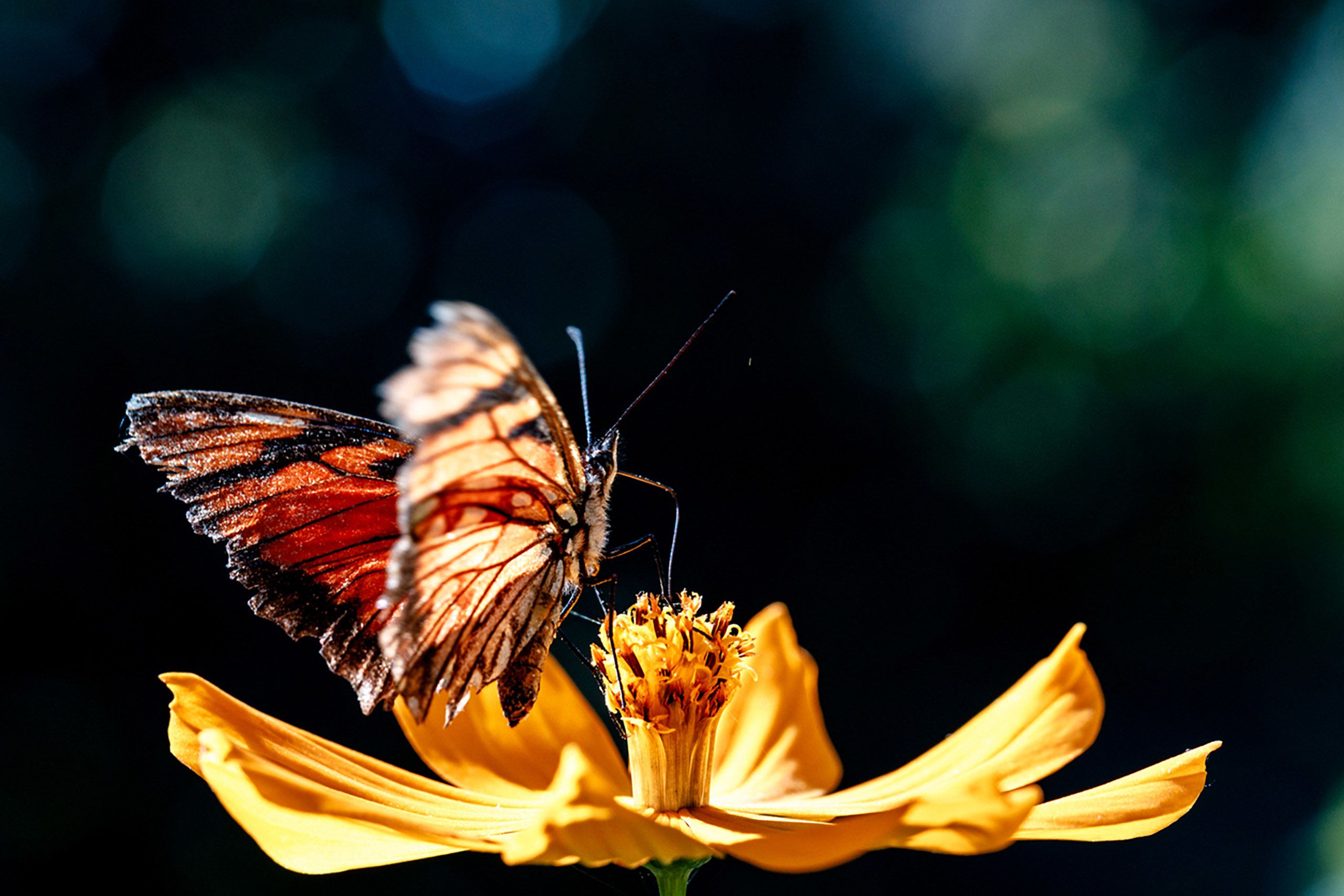 A monarch butterfly sitting on a yellow flower