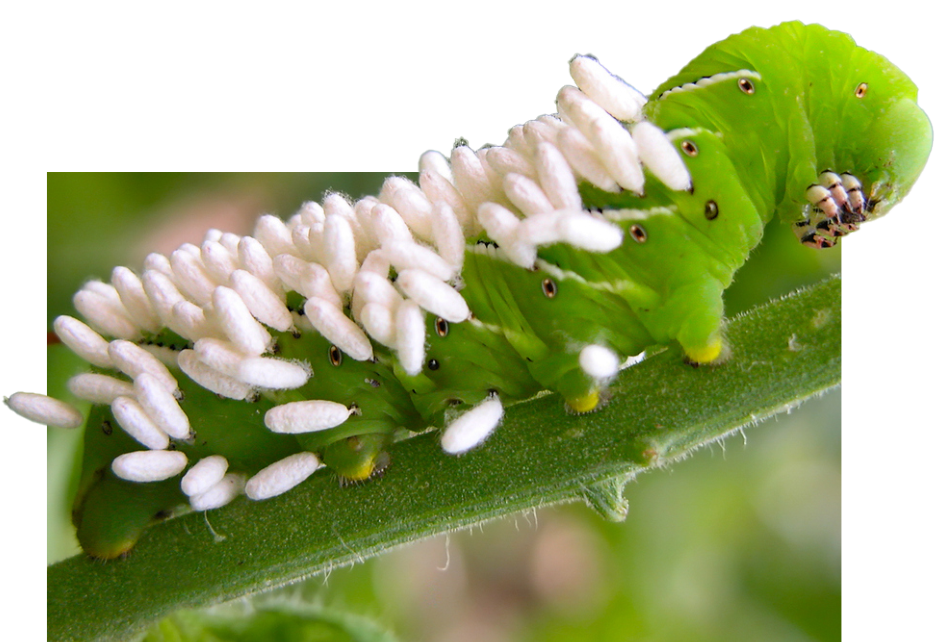A green caterpillar with dozens of white parasites on its back