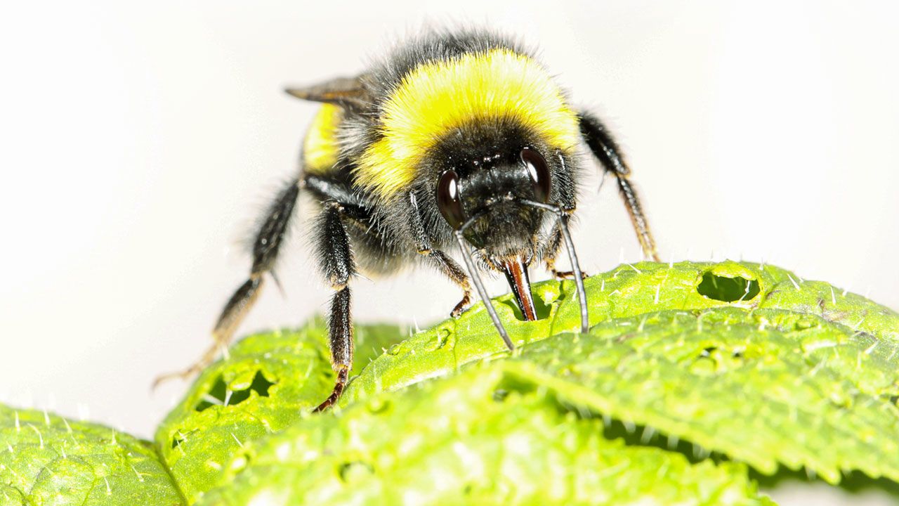 A bumblebee sitting on a green leaf against a white background