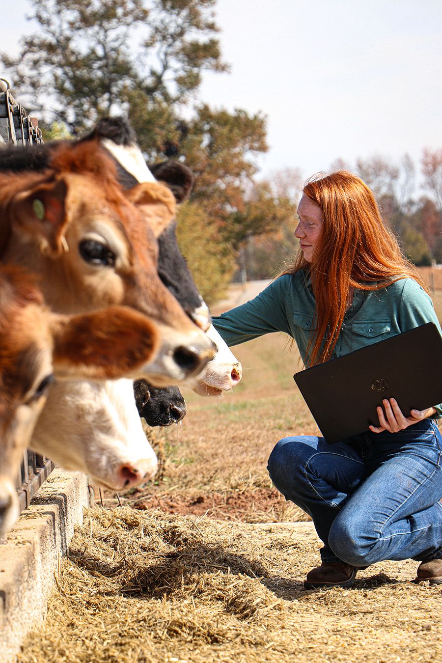 A person with red hair sits outside on a sunny day, using a laptop while interacting with curious cows near a fence in a rural setting.