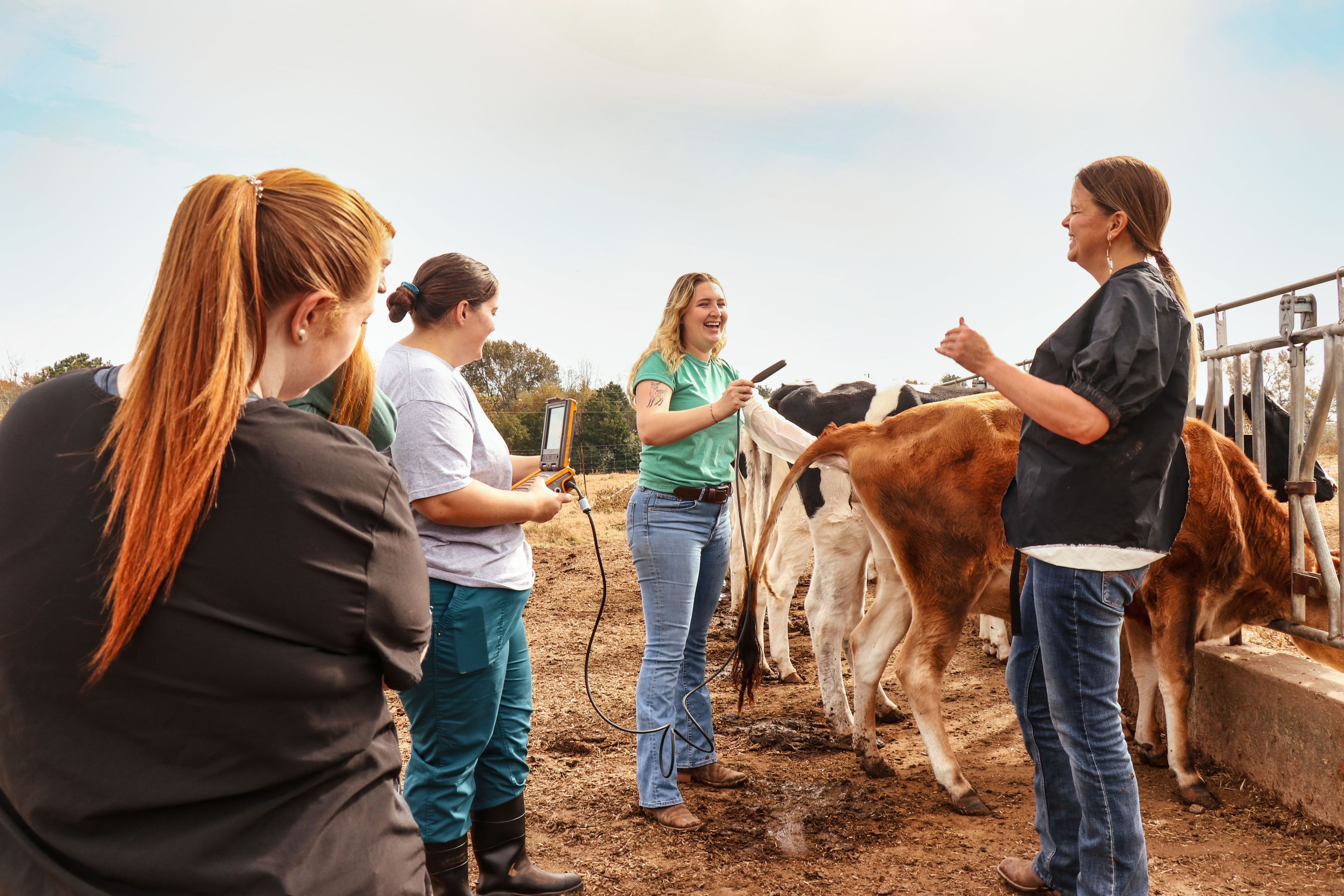 A group of women performing an ultrasound on a cow in an outdoor farm setting. The women are smiling and engaged in the activity, using modern veterinary equipment. The scene captures a hands-on agricultural and veterinary education moment, with the cows calmly standing in the background.