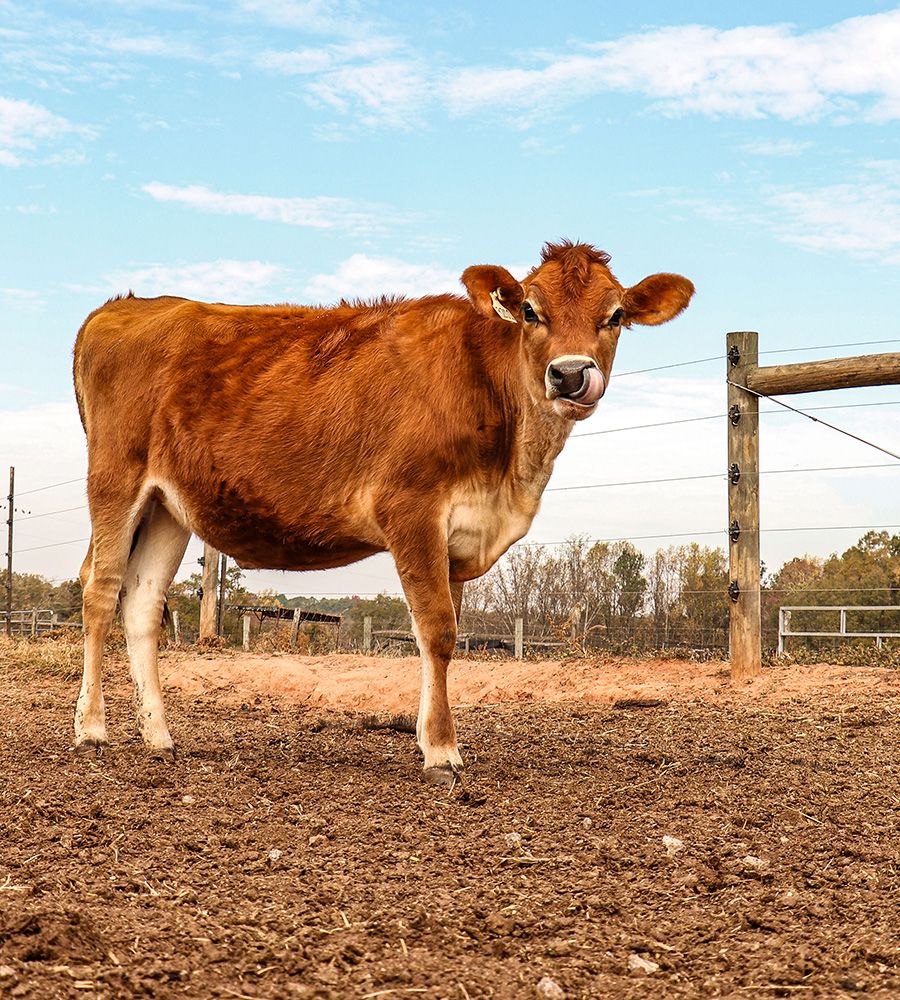 A Jersey cow standing in a field with a sandy, dry ground and sparse grass. The background features a wooden fence under a clear blue sky with a few clouds.