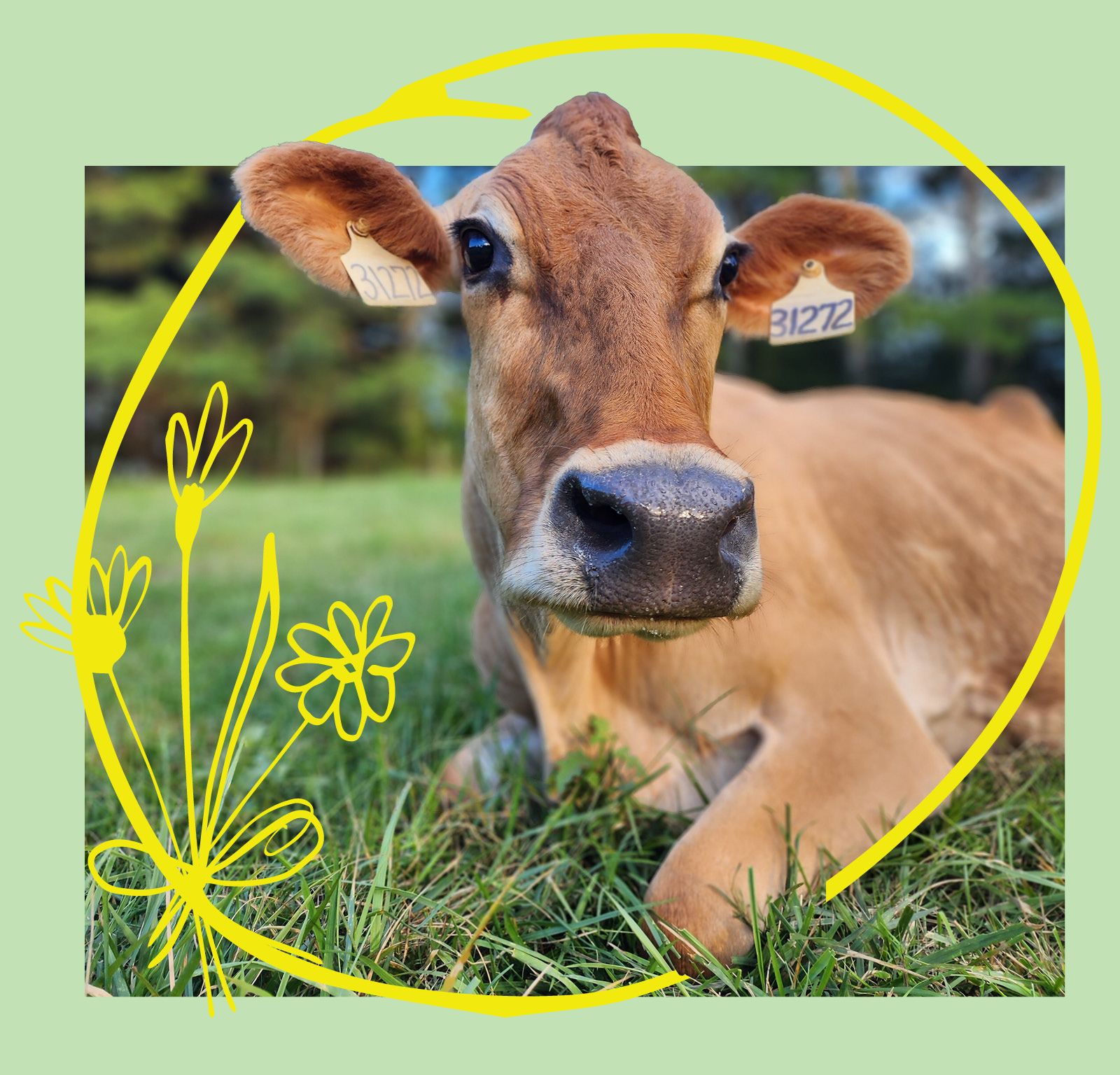 A close-up image of a Jersey cow lying in a grassy field, with yellow flower illustrations forming a circle around it and ear tags numbered 3122.